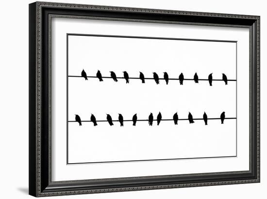 Bird Song!-Adrian Campfield-Framed Photographic Print