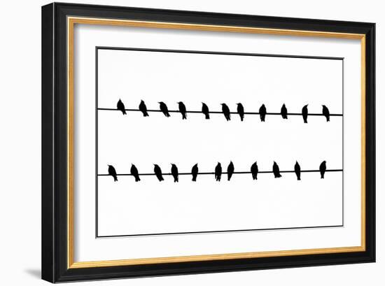 Bird Song!-Adrian Campfield-Framed Photographic Print