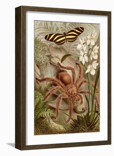 Bird Spider, Plate from "Brehms Tierleben: Allgemeine Kunde Des Tierreichs", Vol. 9, P.698,…-German School-Framed Giclee Print