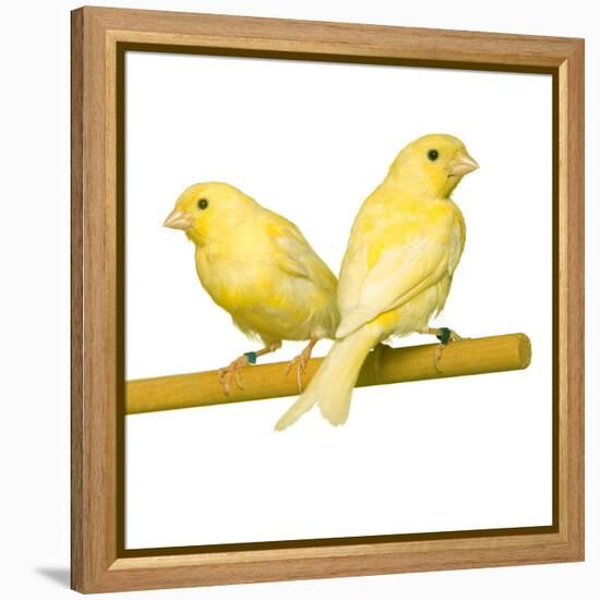 Bird Two Canaries on Perch-null-Framed Premier Image Canvas