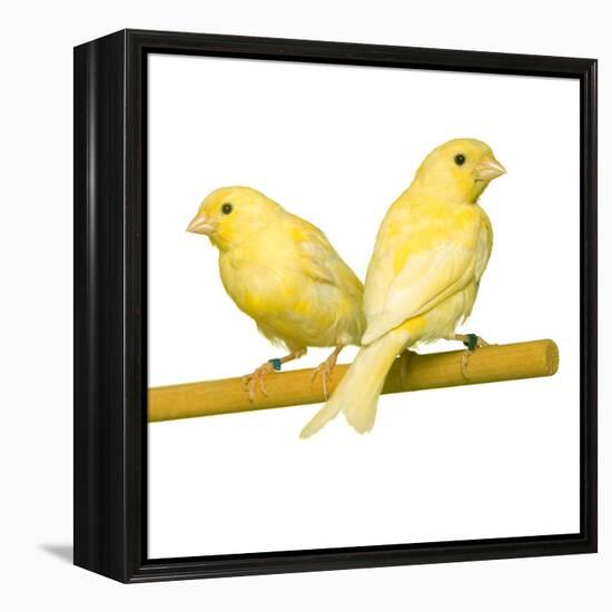 Bird Two Canaries on Perch-null-Framed Premier Image Canvas