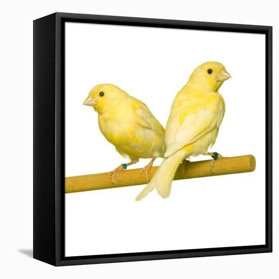 Bird Two Canaries on Perch-null-Framed Premier Image Canvas