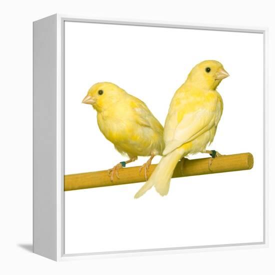 Bird Two Canaries on Perch-null-Framed Premier Image Canvas