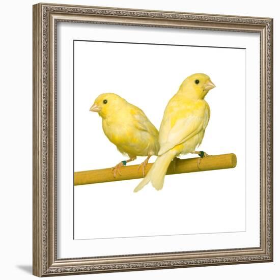 Bird Two Canaries on Perch-null-Framed Photographic Print