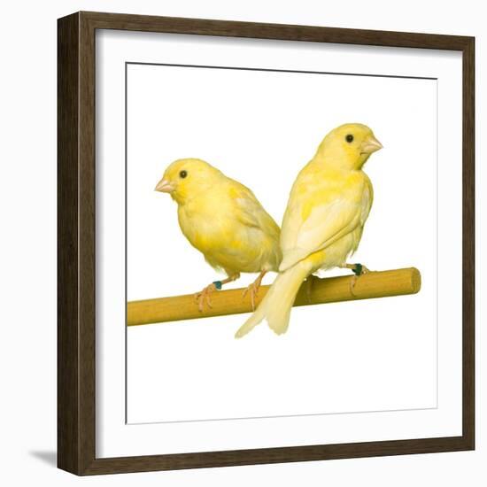 Bird Two Canaries on Perch-null-Framed Photographic Print