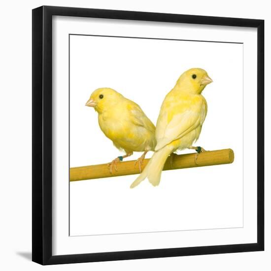 Bird Two Canaries on Perch-null-Framed Photographic Print