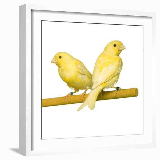 Bird Two Canaries on Perch-null-Framed Photographic Print