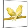 Bird Two Canaries on Perch-null-Mounted Photographic Print