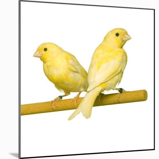 Bird Two Canaries on Perch-null-Mounted Photographic Print