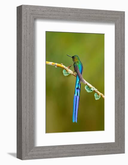 Bird with Long Tail. Beautiful Blue Glossy Hummingbird with Long Tail. Long-Tailed Sylph, Hummingbi-Ondrej Prosicky-Framed Photographic Print