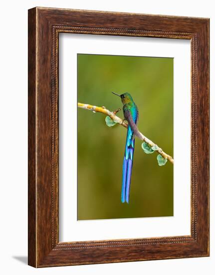 Bird with Long Tail. Beautiful Blue Glossy Hummingbird with Long Tail. Long-Tailed Sylph, Hummingbi-Ondrej Prosicky-Framed Photographic Print