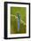 Bird with Long Tail. Beautiful Blue Glossy Hummingbird with Long Tail. Long-Tailed Sylph, Hummingbi-Ondrej Prosicky-Framed Photographic Print