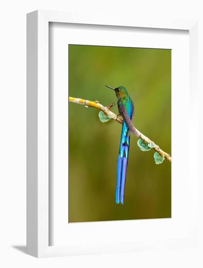 Bird with Long Tail. Beautiful Blue Glossy Hummingbird with Long Tail. Long-Tailed Sylph, Hummingbi-Ondrej Prosicky-Framed Photographic Print