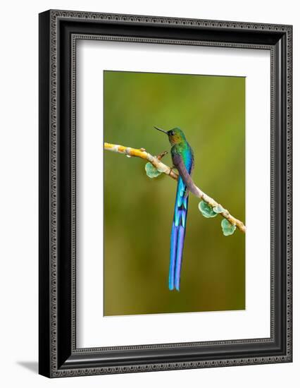 Bird with Long Tail. Beautiful Blue Glossy Hummingbird with Long Tail. Long-Tailed Sylph, Hummingbi-Ondrej Prosicky-Framed Photographic Print