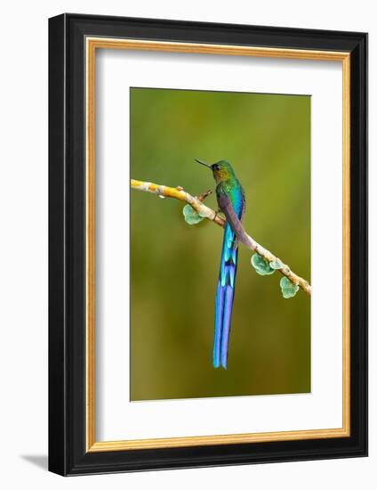 Bird with Long Tail. Beautiful Blue Glossy Hummingbird with Long Tail. Long-Tailed Sylph, Hummingbi-Ondrej Prosicky-Framed Photographic Print