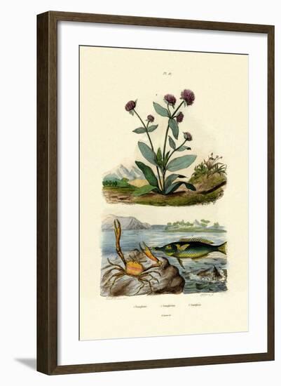 Bird Wrasse, 1833-39-null-Framed Giclee Print