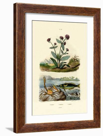 Bird Wrasse, 1833-39-null-Framed Giclee Print