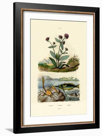 Bird Wrasse, 1833-39-null-Framed Giclee Print