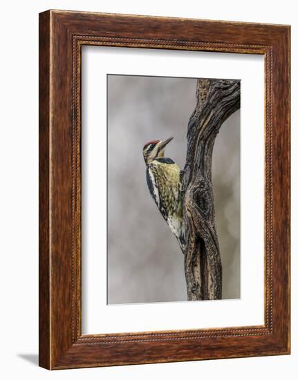 Bird, Yellow-bellied sapsucker in winter, Kentucky-Adam Jones-Framed Photographic Print