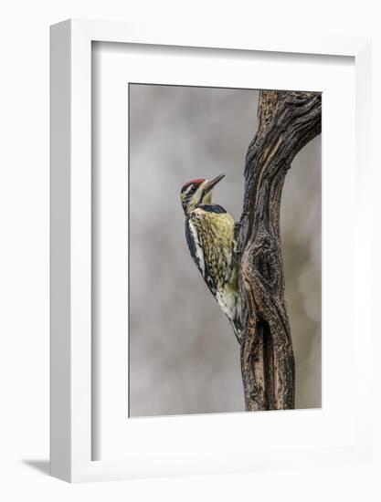 Bird, Yellow-bellied sapsucker in winter, Kentucky-Adam Jones-Framed Photographic Print