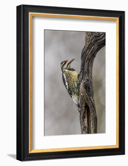 Bird, Yellow-bellied sapsucker in winter, Kentucky-Adam Jones-Framed Photographic Print