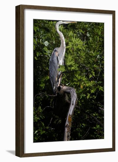 Bird-Gordon Semmens-Framed Photographic Print