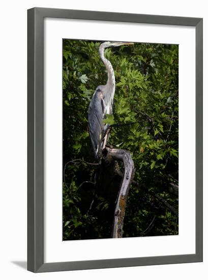 Bird-Gordon Semmens-Framed Photographic Print