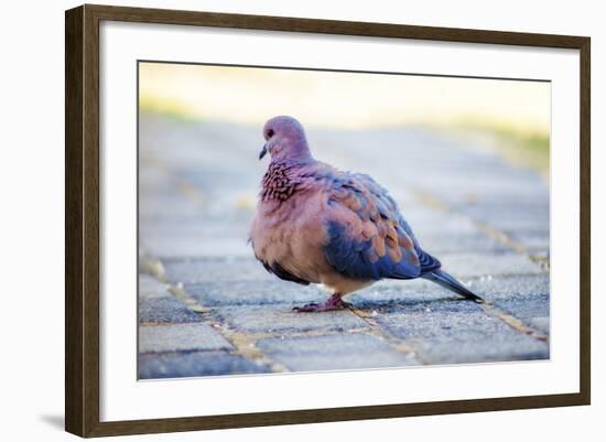 Bird-Pixie Pics-Framed Photographic Print