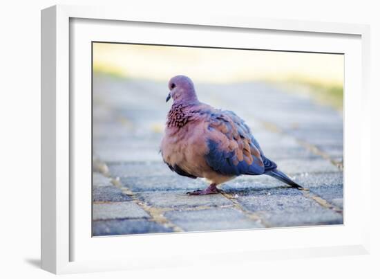 Bird-Pixie Pics-Framed Photographic Print