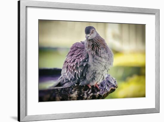 Bird-Pixie Pics-Framed Photographic Print