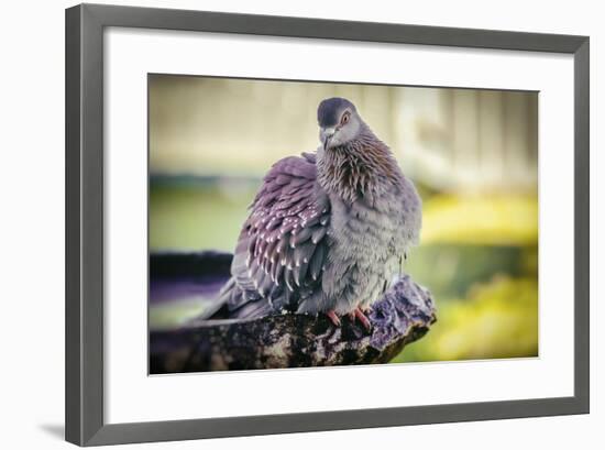 Bird-Pixie Pics-Framed Photographic Print