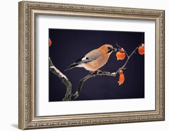 Bird-WizData-Framed Photographic Print