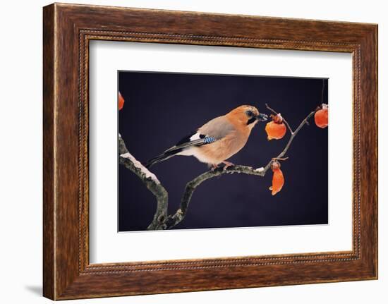 Bird-WizData-Framed Photographic Print