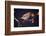 Bird-WizData-Framed Photographic Print