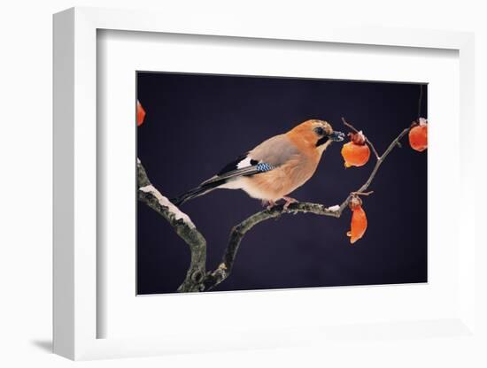 Bird-WizData-Framed Photographic Print