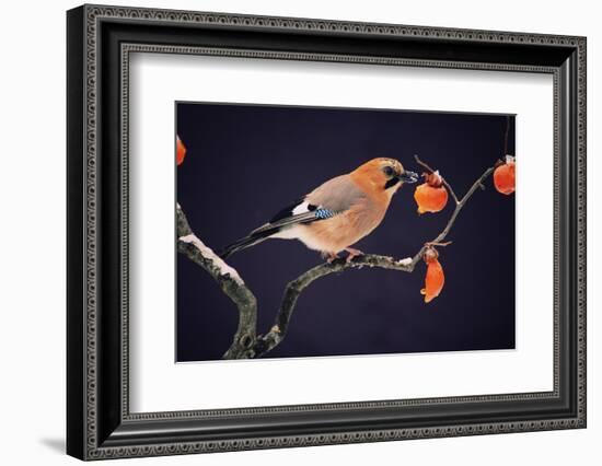 Bird-WizData-Framed Photographic Print