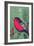 Bird-Rocket 68-Framed Giclee Print