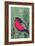 Bird-Rocket 68-Framed Giclee Print