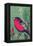 Bird-Rocket 68-Framed Premier Image Canvas