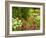 Birdbath and Flowers, Oakland House Seaside Resort, Brooksville-Jerry & Marcy Monkman-Framed Photographic Print