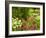 Birdbath and Flowers, Oakland House Seaside Resort, Brooksville-Jerry & Marcy Monkman-Framed Photographic Print