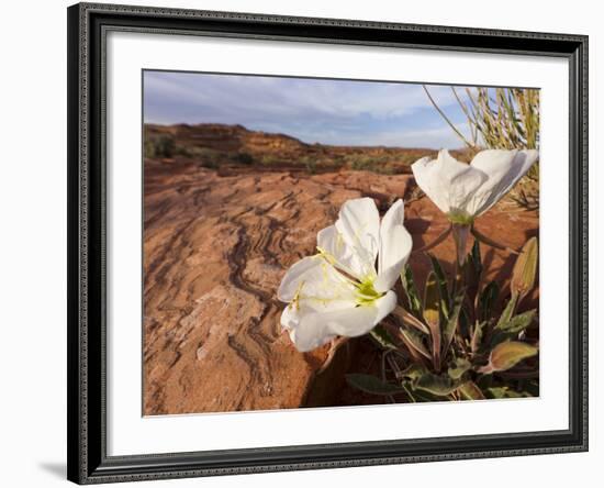 Birdcage Evening Primrose Near Page, Arizona, Usa-Chuck Haney-Framed Photographic Print