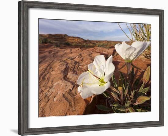 Birdcage Evening Primrose Near Page, Arizona, Usa-Chuck Haney-Framed Photographic Print