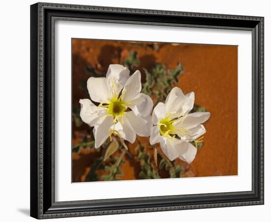 Birdcage Evening Primrose Near Page, Arizona, Usa-Chuck Haney-Framed Photographic Print