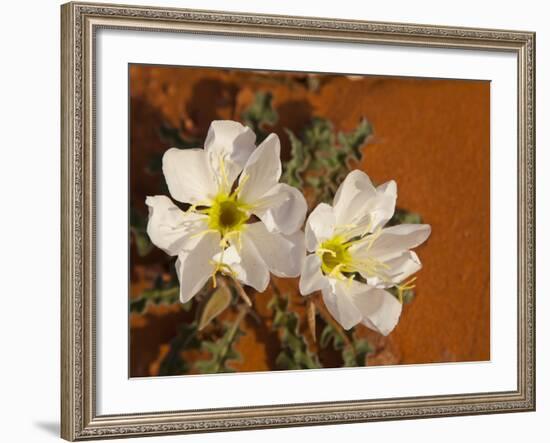 Birdcage Evening Primrose Near Page, Arizona, Usa-Chuck Haney-Framed Photographic Print