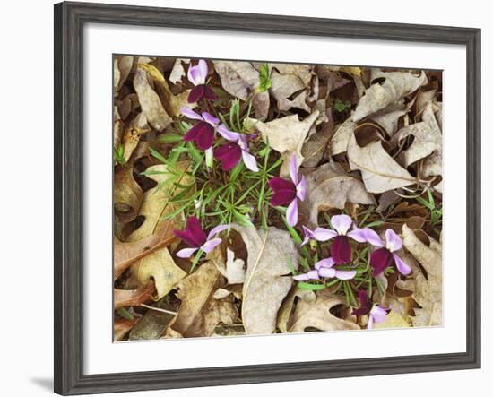 Birdfoot Violets and White Oak Leaves, Mark Twain National Forest, Missouri, USA-Charles Gurche-Framed Photographic Print