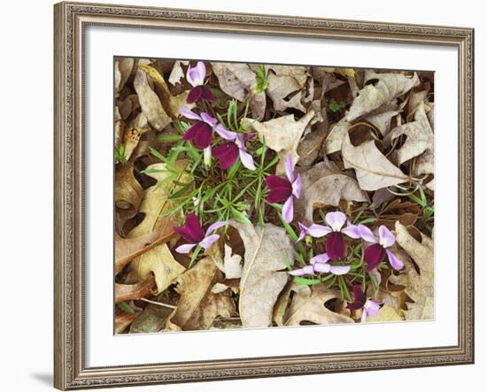 Birdfoot Violets and White Oak Leaves, Mark Twain National Forest, Missouri, USA-Charles Gurche-Framed Photographic Print