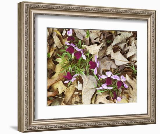Birdfoot Violets and White Oak Leaves, Mark Twain National Forest, Missouri, USA-Charles Gurche-Framed Photographic Print
