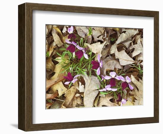 Birdfoot Violets and White Oak Leaves, Mark Twain National Forest, Missouri, USA-Charles Gurche-Framed Photographic Print