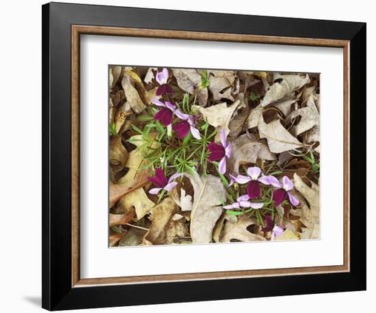 Birdfoot Violets and White Oak Leaves, Mark Twain National Forest, Missouri, USA-Charles Gurche-Framed Photographic Print